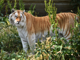 tiger
