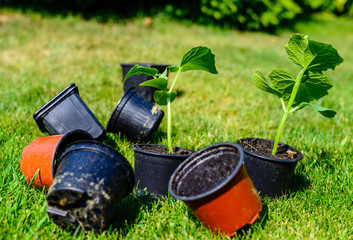 Plants waiting to be planted