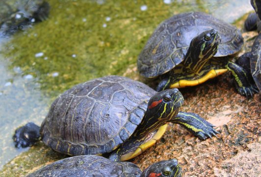 tortues d'eau dans leur enclos vues lors d'une visite d'un aquarium