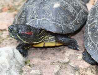 tortue seule dans son enclos vu lors d'une visite dans un aquarium