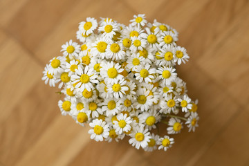 Daisy chamomile flowers on wooden floor