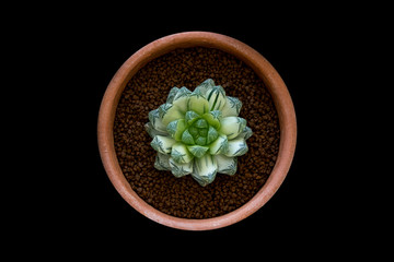 colorful beautiful cactus on black background