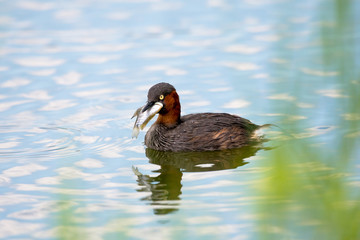 little grebe also known as dabchick, is a member of the grebe family of water birds