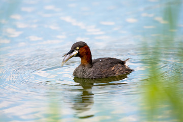 little grebe also known as dabchick, is a member of the grebe family of water birds