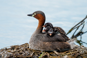 little grebe also known as dabchick, is a member of the grebe family of water birds