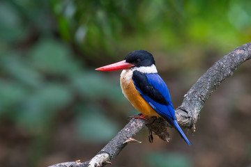 Black-Capped Kingfisher has a purple-blue wings and back, black head and shoulders, white neck collar and throat, and rufous underparts.