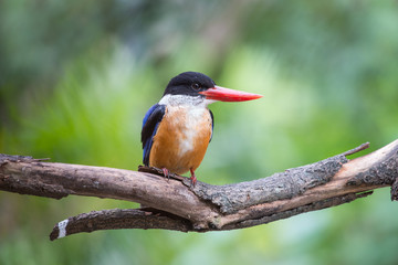 Black-Capped Kingfisher has a purple-blue wings and back, black head and shoulders, white neck collar and throat, and rufous underparts.