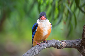 Black-Capped Kingfisher has a purple-blue wings and back, black head and shoulders, white neck collar and throat, and rufous underparts.
