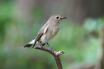 Taiga Flycatcher in Bangkok THAILAND