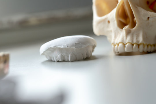 Tooth model for education in laboratory.