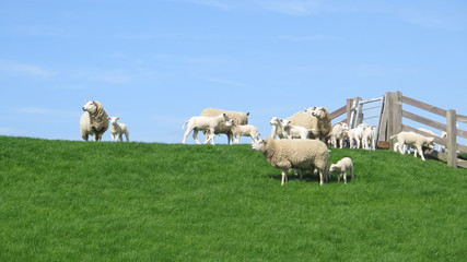 Obraz premium Spring lambs and sheep on grass cover dike