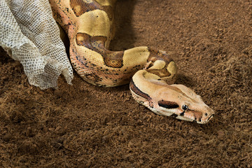 Boa constrictor imperator. Mutational form Hypo Jungle. Albino – female. Snake next to her old skin