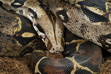 Boa constrictor imperator. Nominal Colombia - colombian redtail boas – females