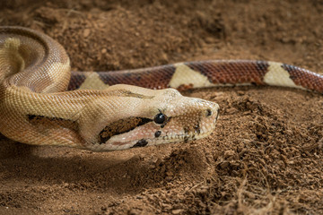 Boa constrictor imperator. Mutational form Hypo Jungle. Albino. Male