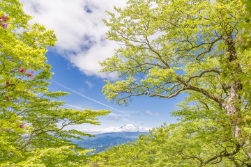 Obraz premium 新緑と富士山