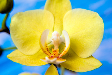 A branch of yellow orchids on a blue wooden background 