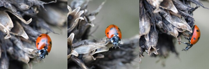 collage of ladybugs