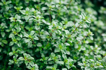Thyme. Aromatic herbs. A green grassy background.