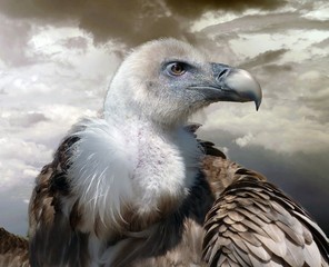 portrait of a vulture