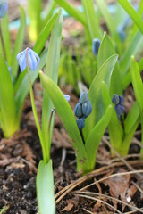 Obraz premium Cebulica