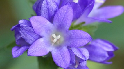 Obraz premium purple flower