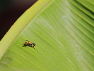 Bananenblatt mit Wespe