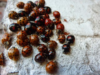 meeting of ladybugs