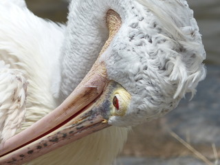 head of pelican