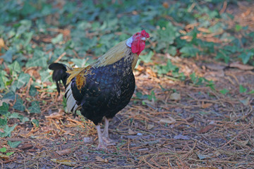 ein stolzer Hahn