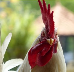 rooster in the garden