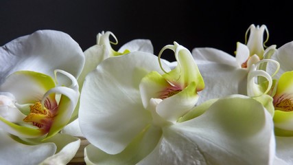 white orchid on black background