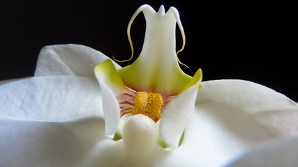 White orchid on black background