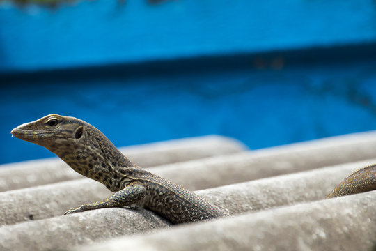 Bindenwaran, Varanus Salvator, Jungtier