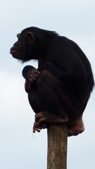 Chimp sitting on brench