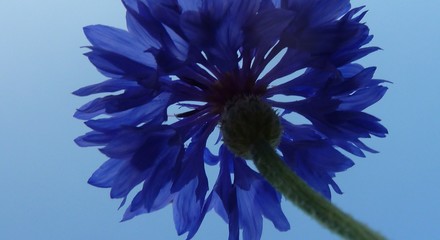 blue flower