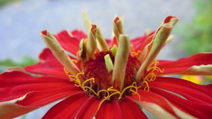 close up of red flower