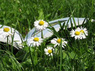 Open book on green grass with daisy flowers. School holiday or study of biology