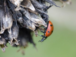 Ladybug on a leaf