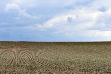 Field Landscape