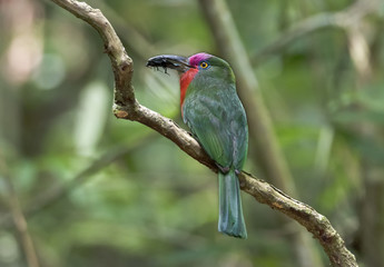 Colorful male Red-bearded bee-eater with prey in Kaeng Krachan National Park , Phetchaburi , Thailand