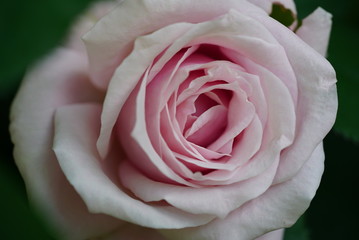 Fototapeta na wymiar Pink Rose ピンクローズ