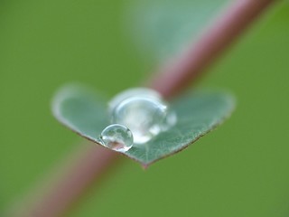 Nature heart