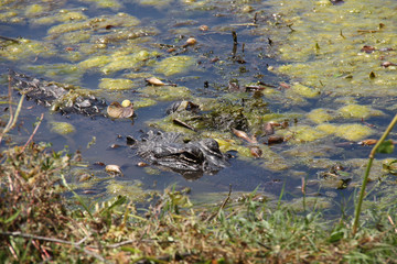 Alligator in swamp