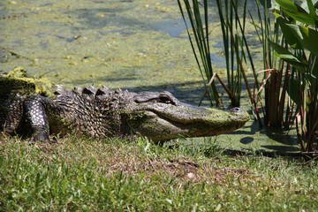 Alligator in swamp