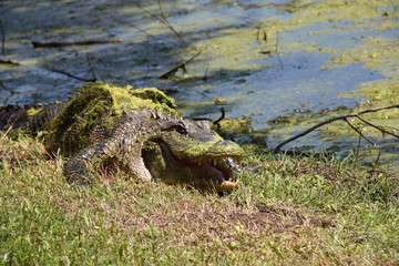 Alligator in swamp