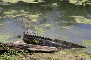 Alligators tail in swamp