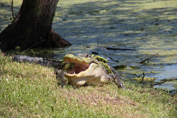 Alligator in swamp