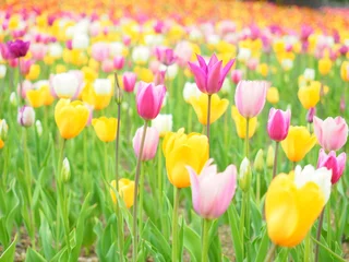 Photo sur Aluminium Tulipe 北海道のチューリップ畑