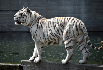 tiger of bengal