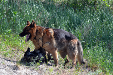 Domestic Dogs play at the field.Near Kiev

